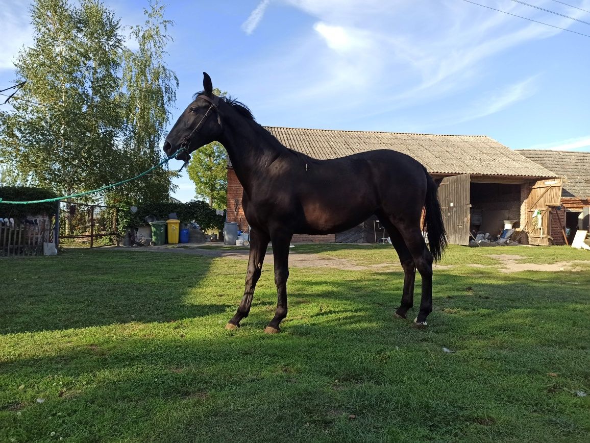 Źrebica klacz wysoka 170cm  klaczka 3 lata kara koń po ogierze Bas