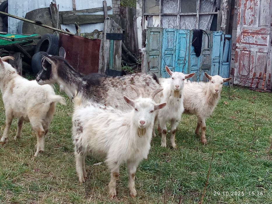 Срочно продам коз недорого