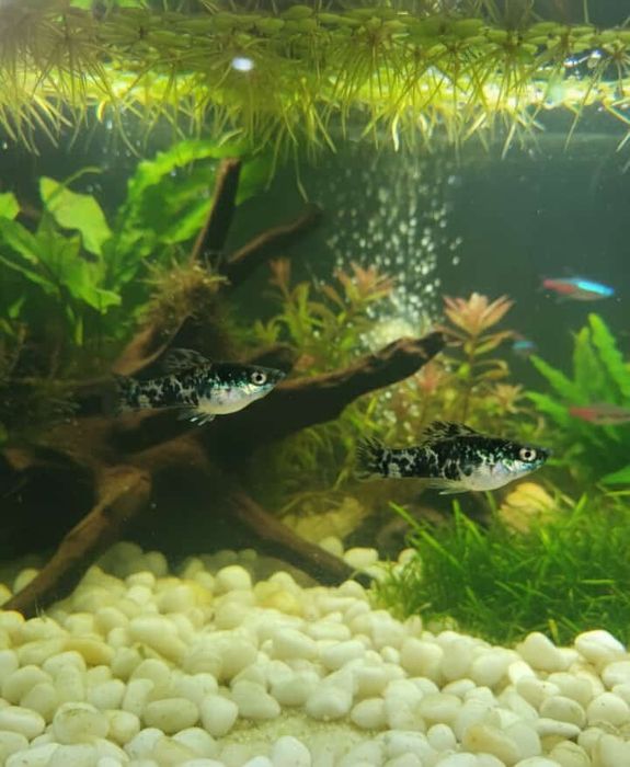 Casal  peixe de  moly