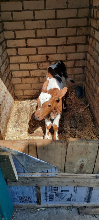 Продам теличку с. Чорнобаївка