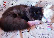 Magiczny kotek perski, pers, persy, perskie