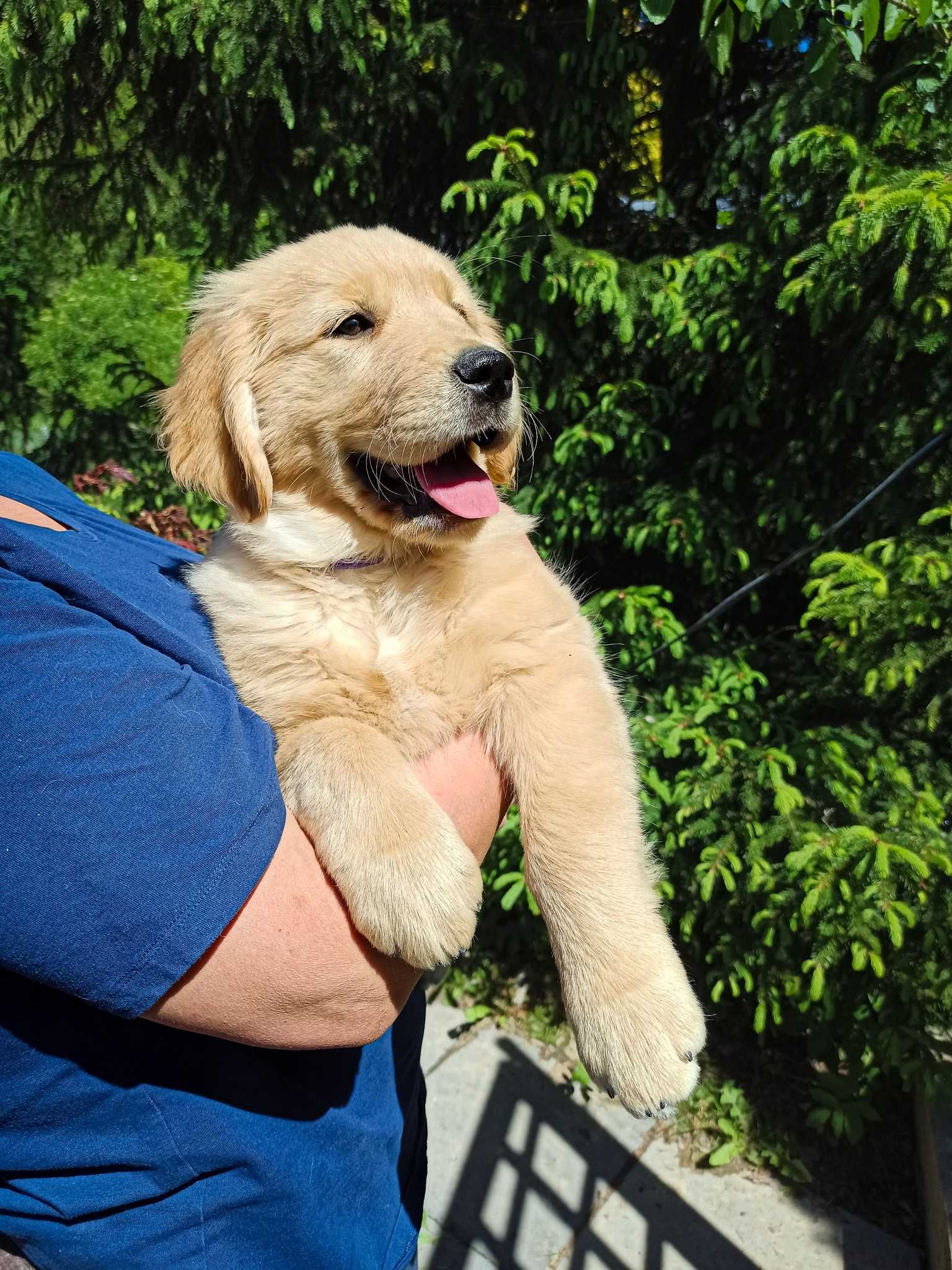 Golden Retriever po linii amerykańskiej  ZKwP FCI