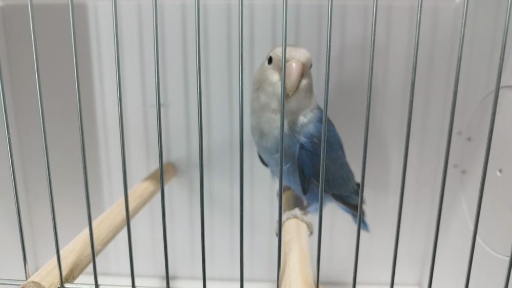 Macho agapórnis roseicollis.