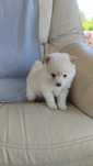 Spitz Alemão macho disponível