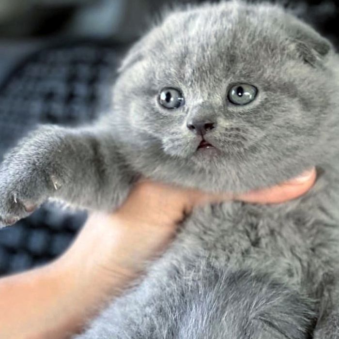 Кошенята дуже гарні