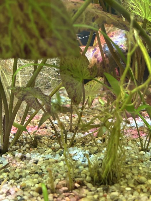 Nymphaea green tiger lotus - lotos zielony tygrysi