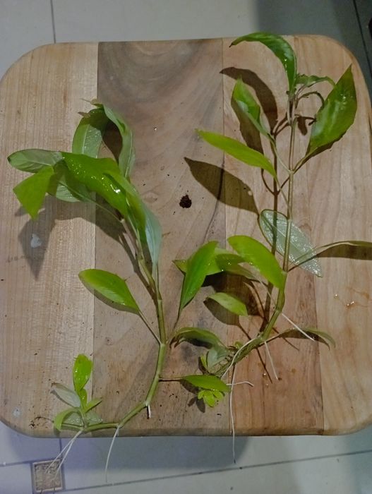 Лимонник в акваріум