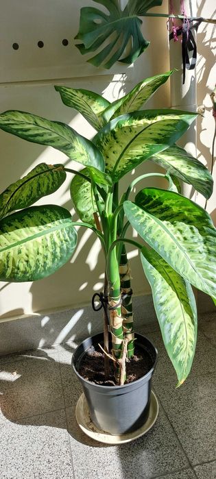 diffenbachia kwiat pokojowy