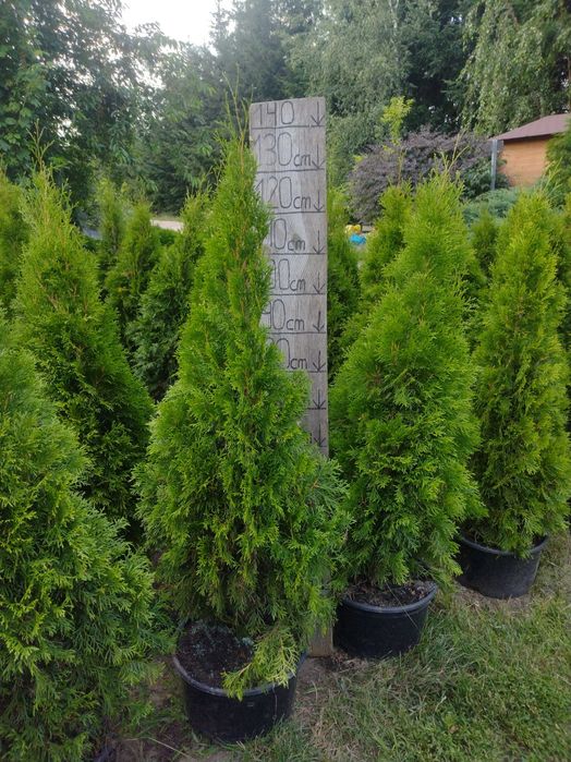 Tuja szmaragd duża