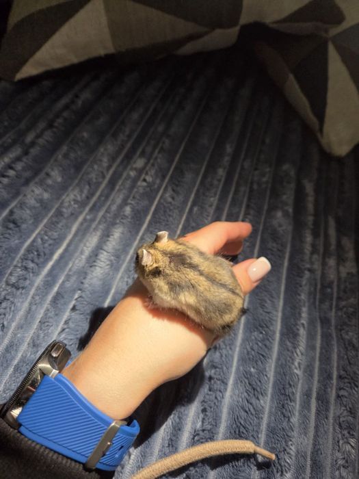 Джунгарский хом'як (джунгарик)