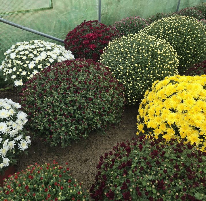 Chryzantemy piękne, okazałe kule