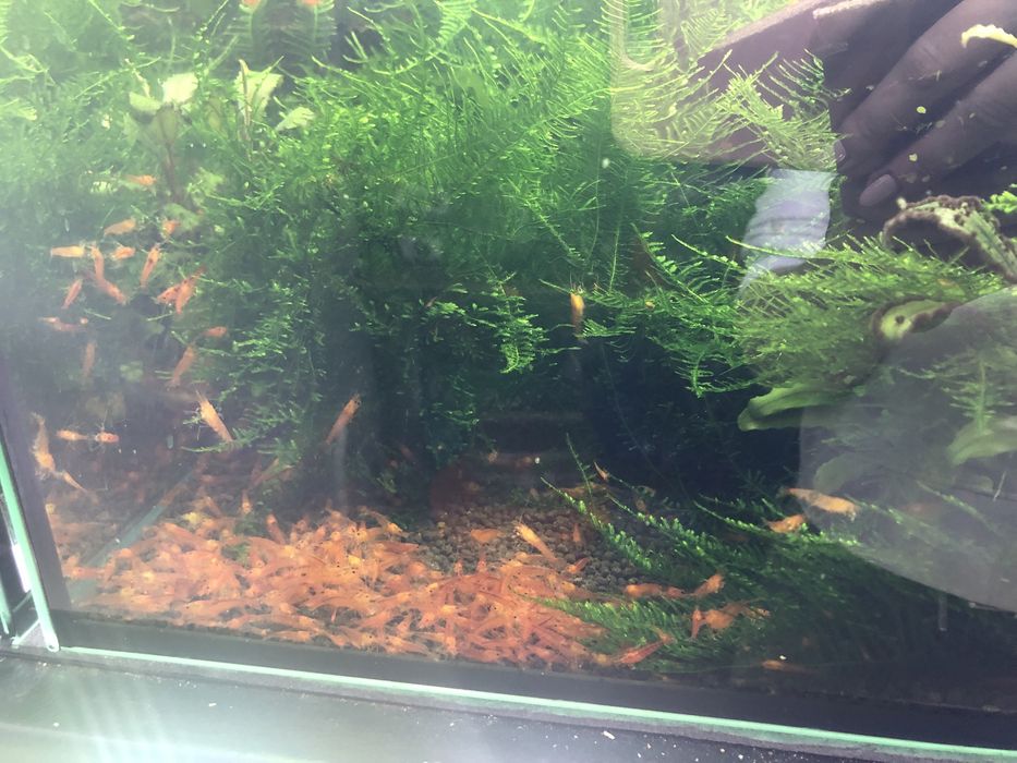 Akwarium 50l z krewetkami Caridina Bloodshot