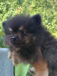 Szpic miniaturowy pomeranian