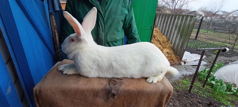 Кролик Термонський білий