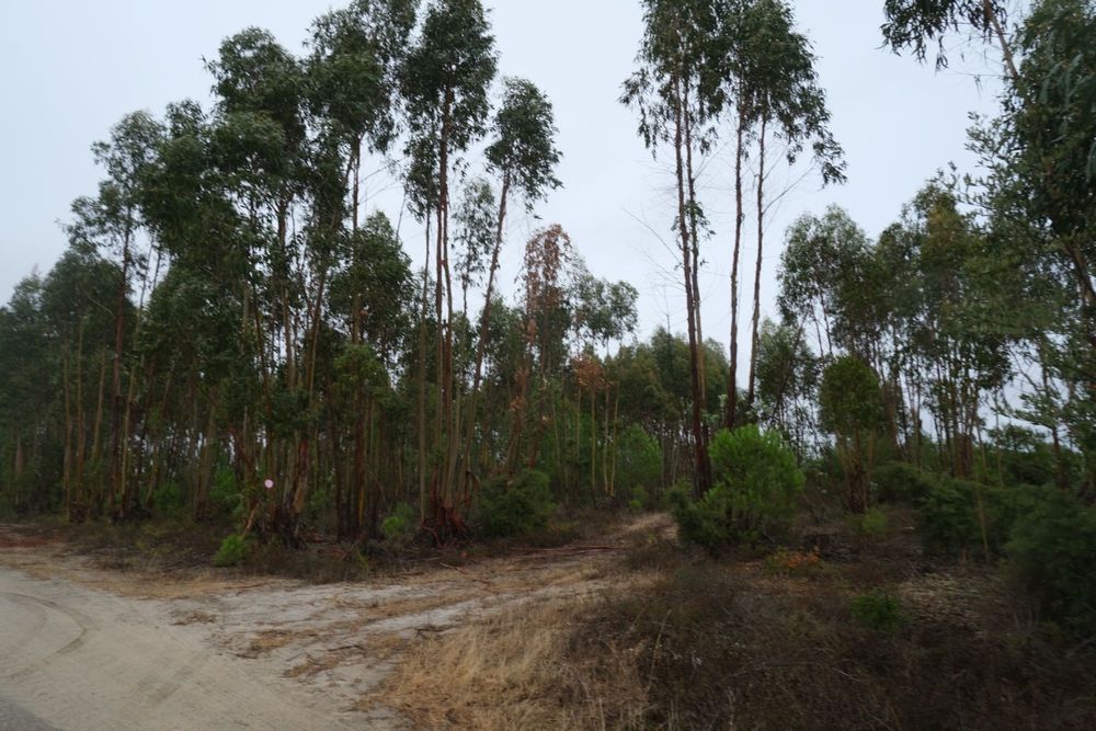 Terreno Rústico - Excelente oportunidade de negócio