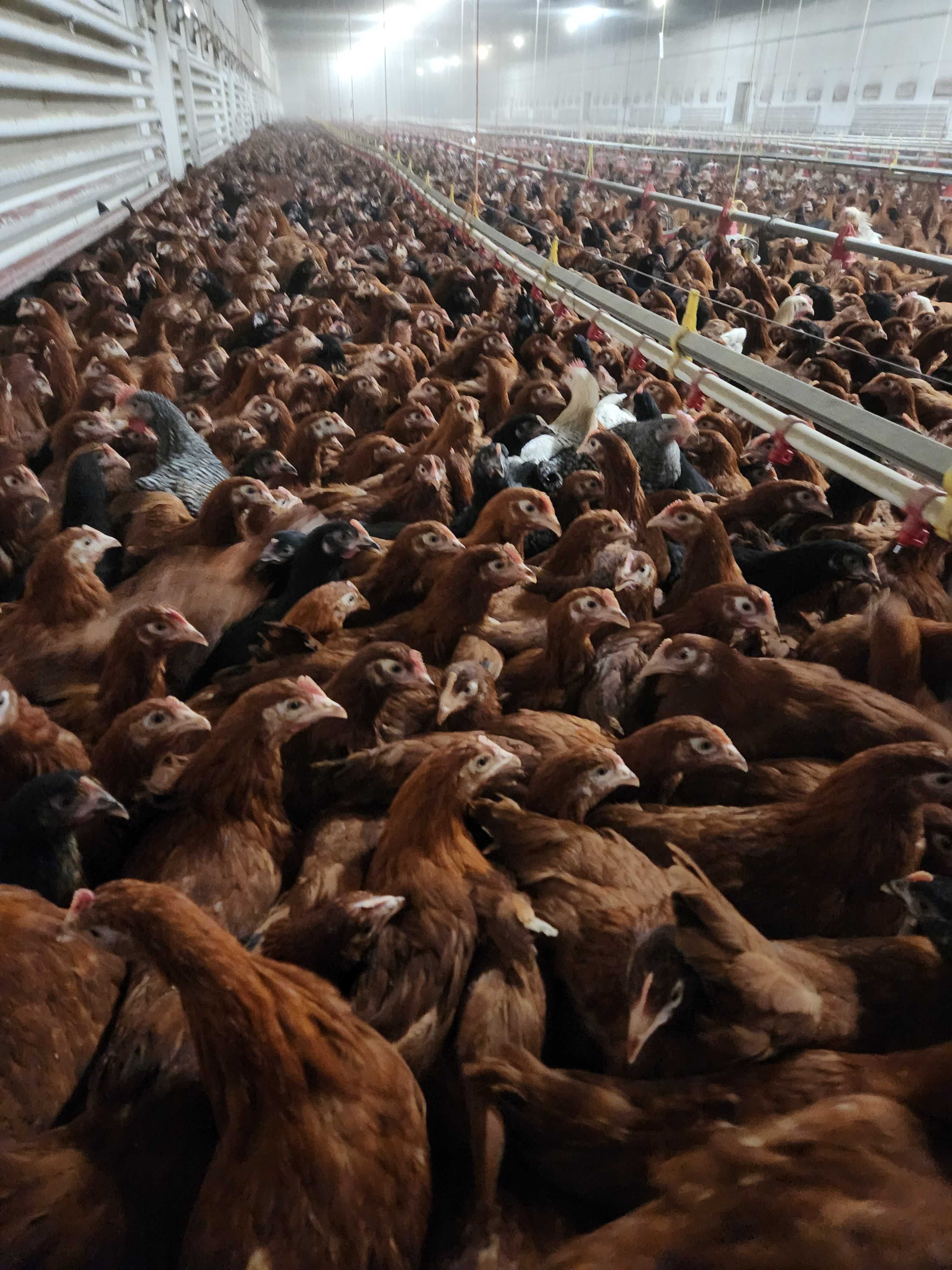 Kury NIOSKI sussex sendy leghorn messa rossa i inne ! ZAPRASZAM !!