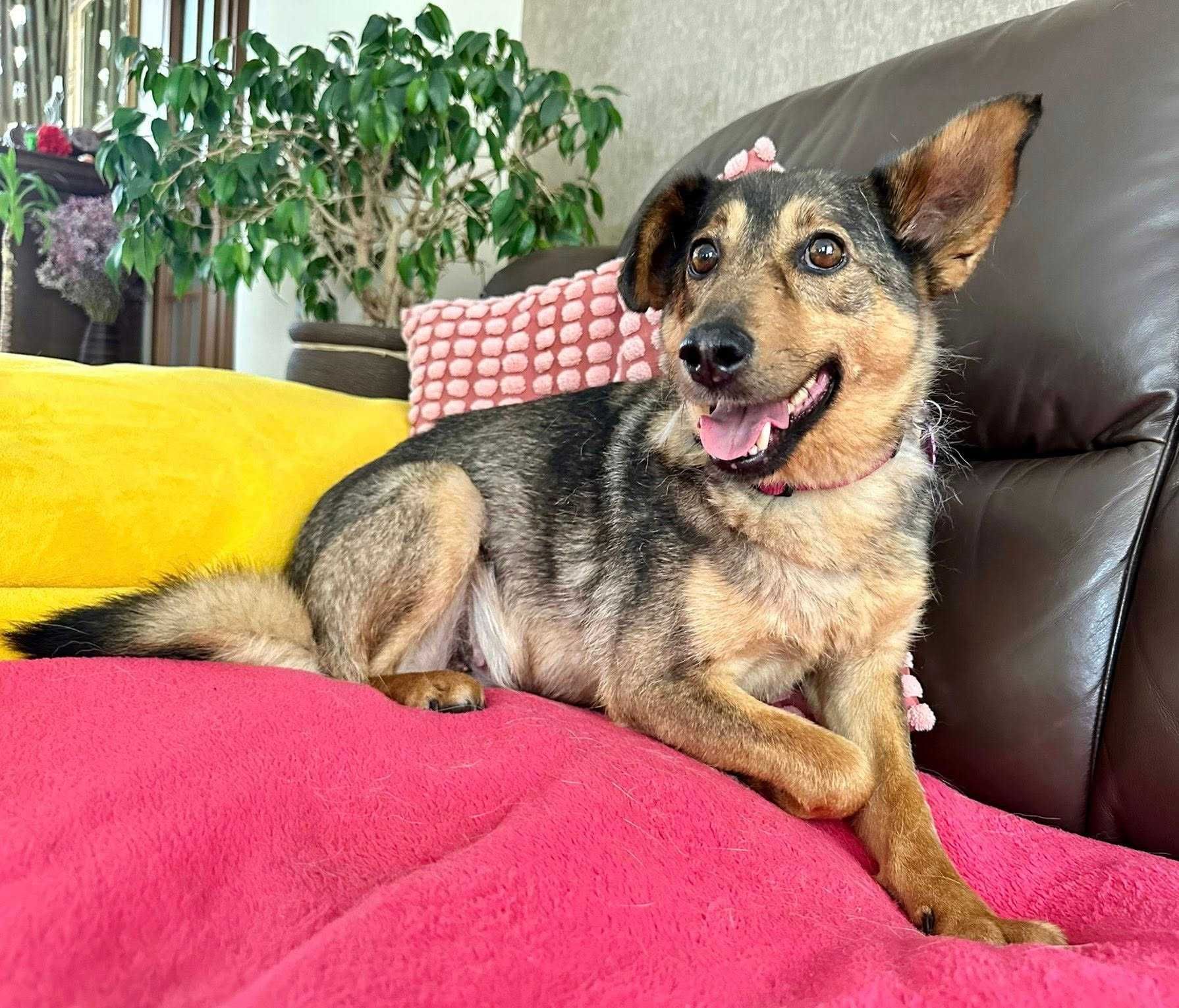 Do adopcji! Delikatna Madi!