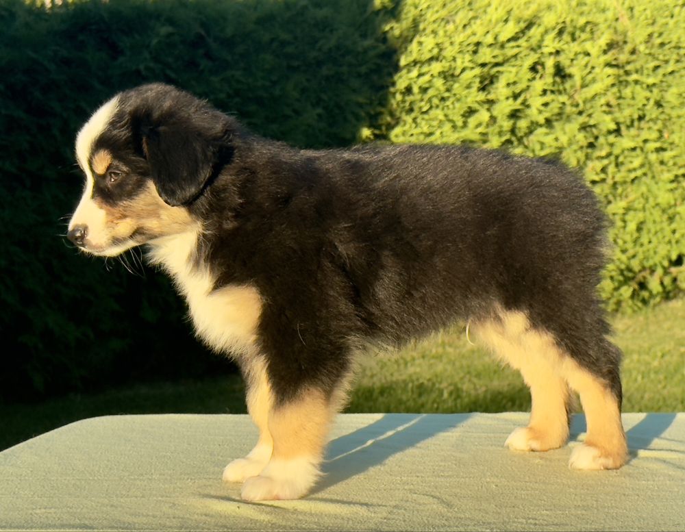 Amerykański owczarek miniaturowy- MAS - Mini Aussie- piesek FCI