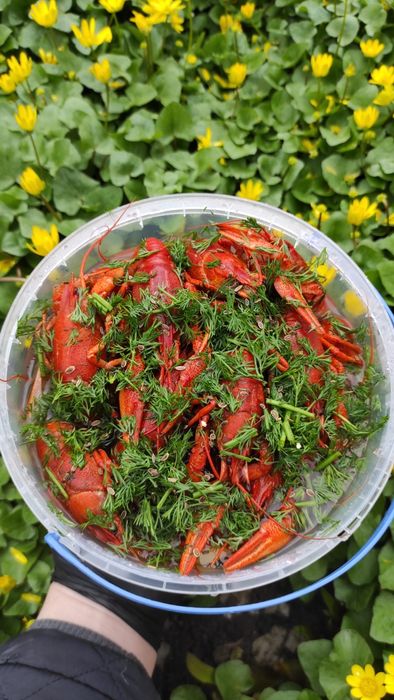 Живі раки в наявності