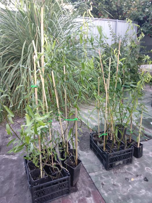 верба Матсудана, іва Міцуда 1 рік