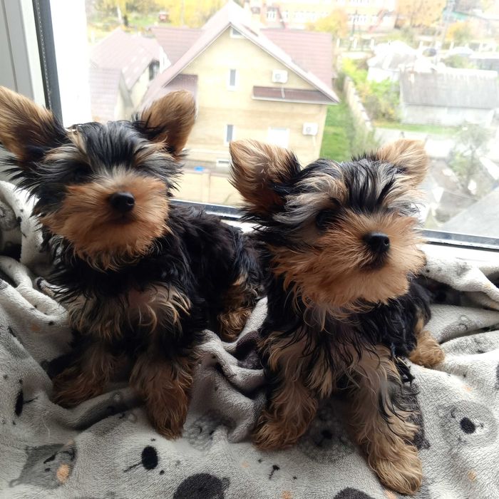 Продам цуценят йорка