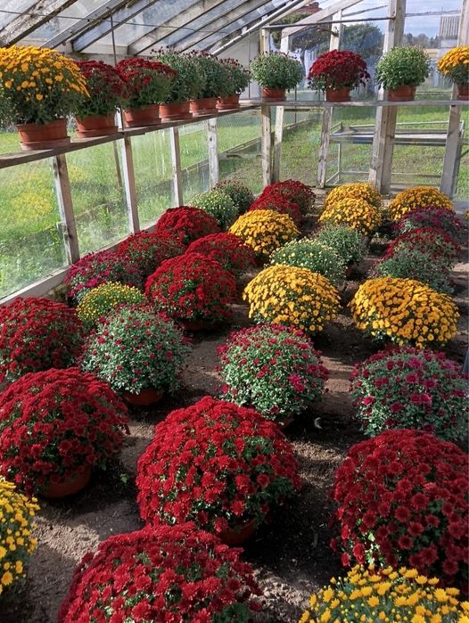 Chryzantemy drobnokwiatowe