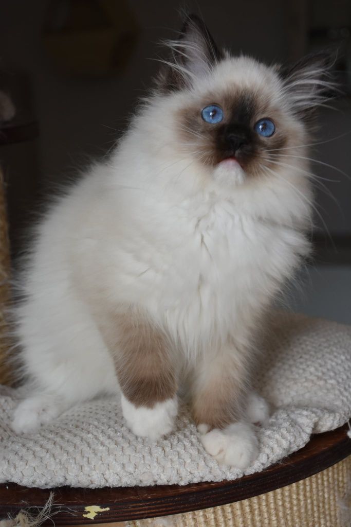 Blue Dolls Feliks – kocurek ragdoll seal mitted gotowy do odbioru
