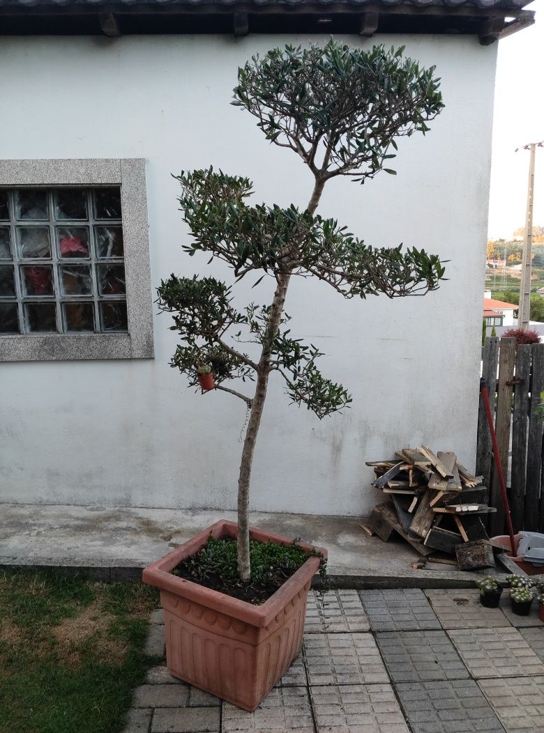 Planta Oliveira  com vaso