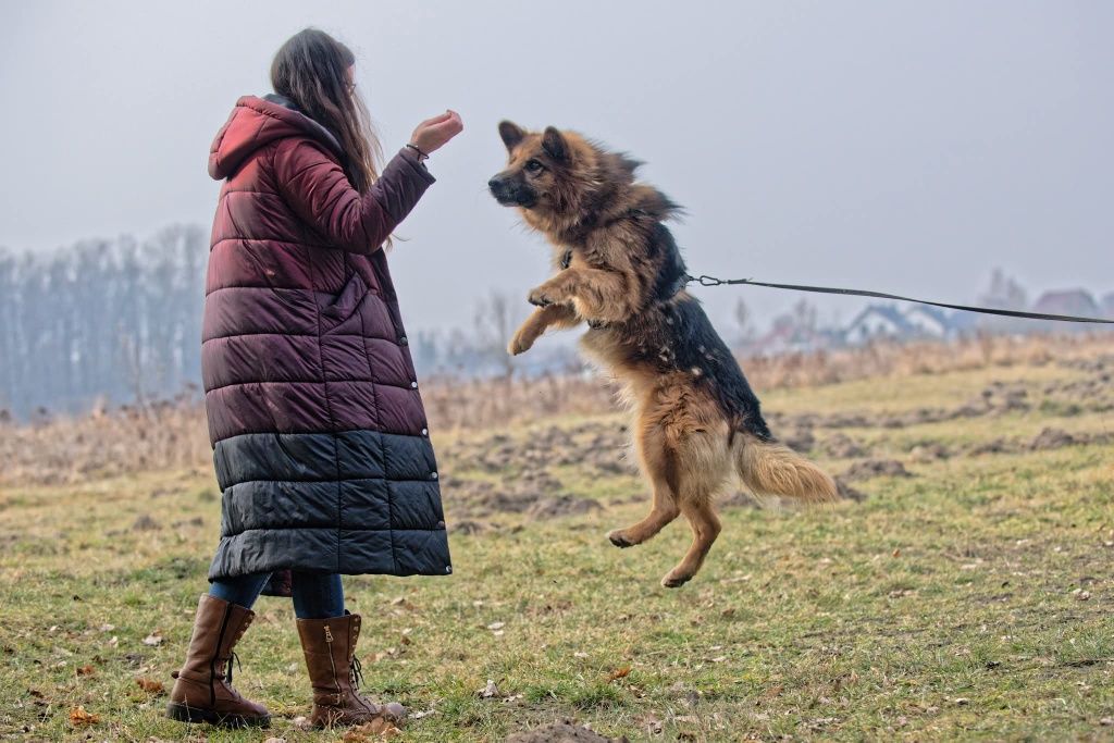 Leon w typie owczarka szuka domu