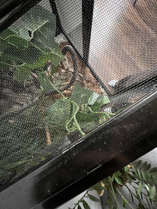 ExoTerra terrarium