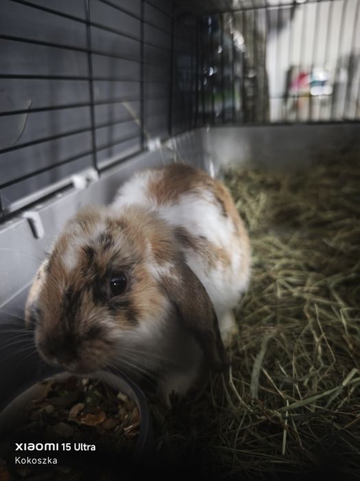 Królik+klatka w dobre ręce