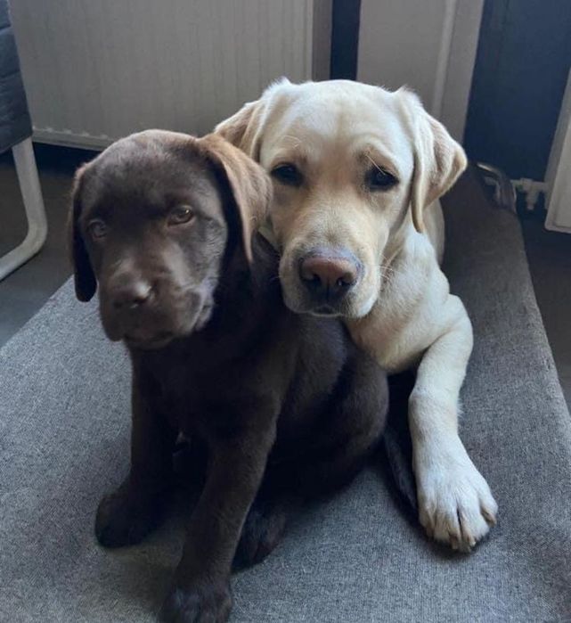 Элитные щенки Питомника Лабрадор Ретривер Документы ЧИП Паспорт Достав