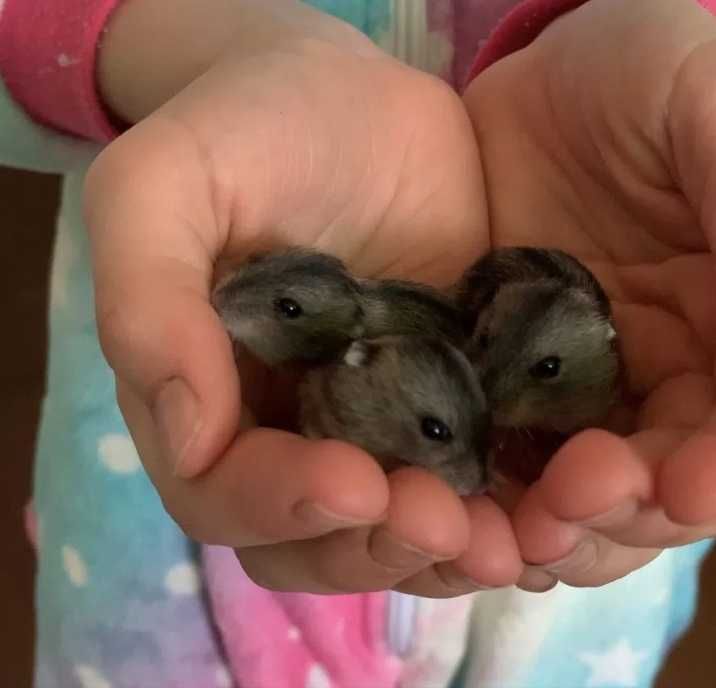 Хомяк джунгарський