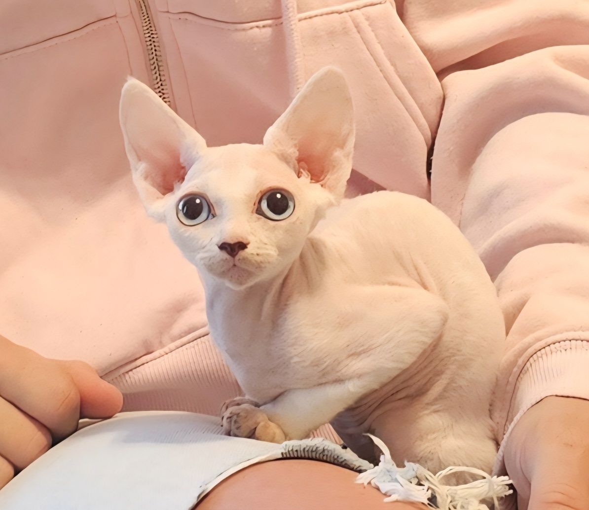 Kotka Devon Rex Zara