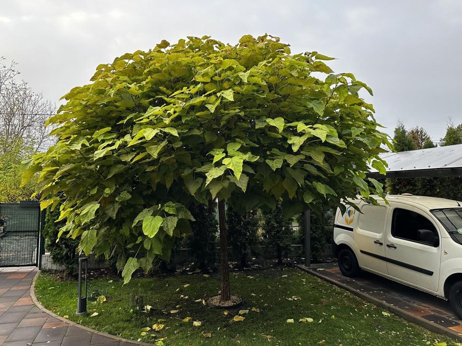 Оренда будинку 37 соток Тарасівка Козин Романків Старі Безрадичі