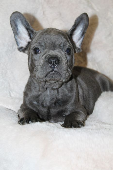 Бомба генні французики