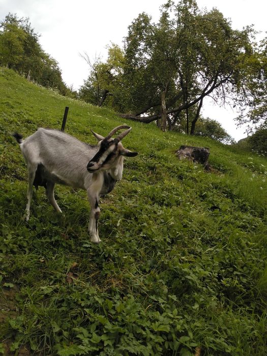 Продам добру козу