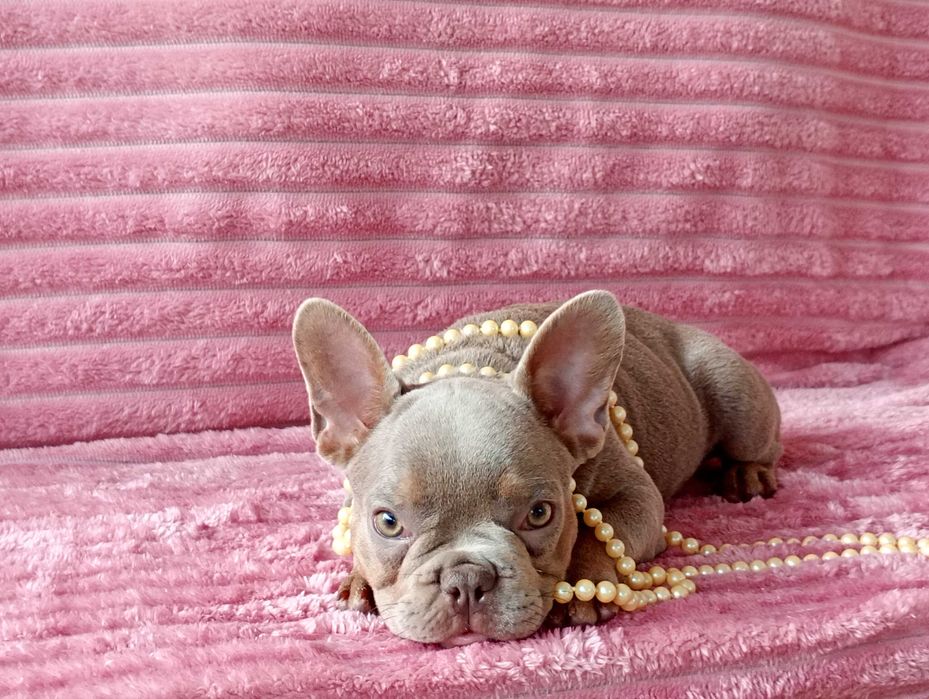 Bulldogue Francês femea