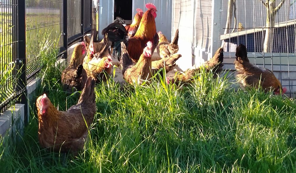 Jaja legowe Wyandotta olbrzymia srebrna łuska+ zielononóżki