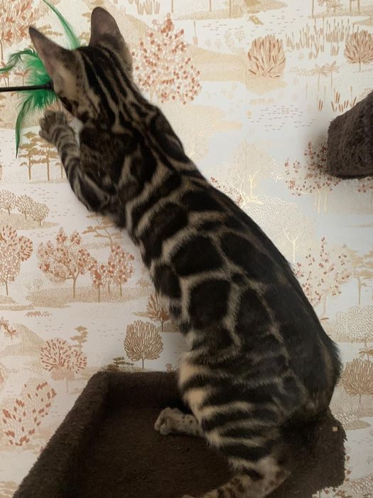 Шикарный бенгальский котик