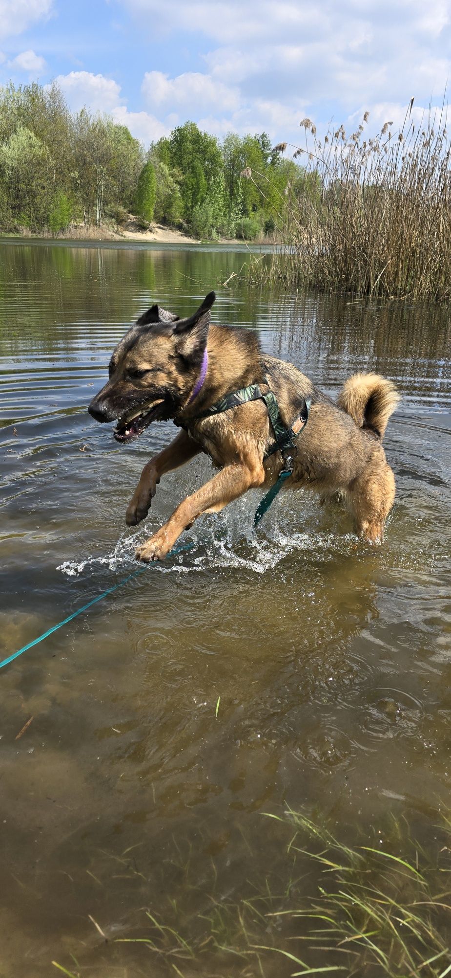 Brandy wesoła suczka do adopcji !