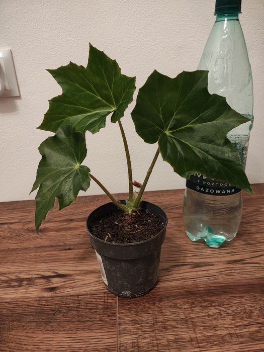 Begonia Ricinifolia Immense sadzonka