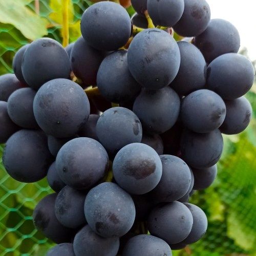 Winogron na soki lub wino