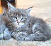 Incante piękny kocur Maine Coon
