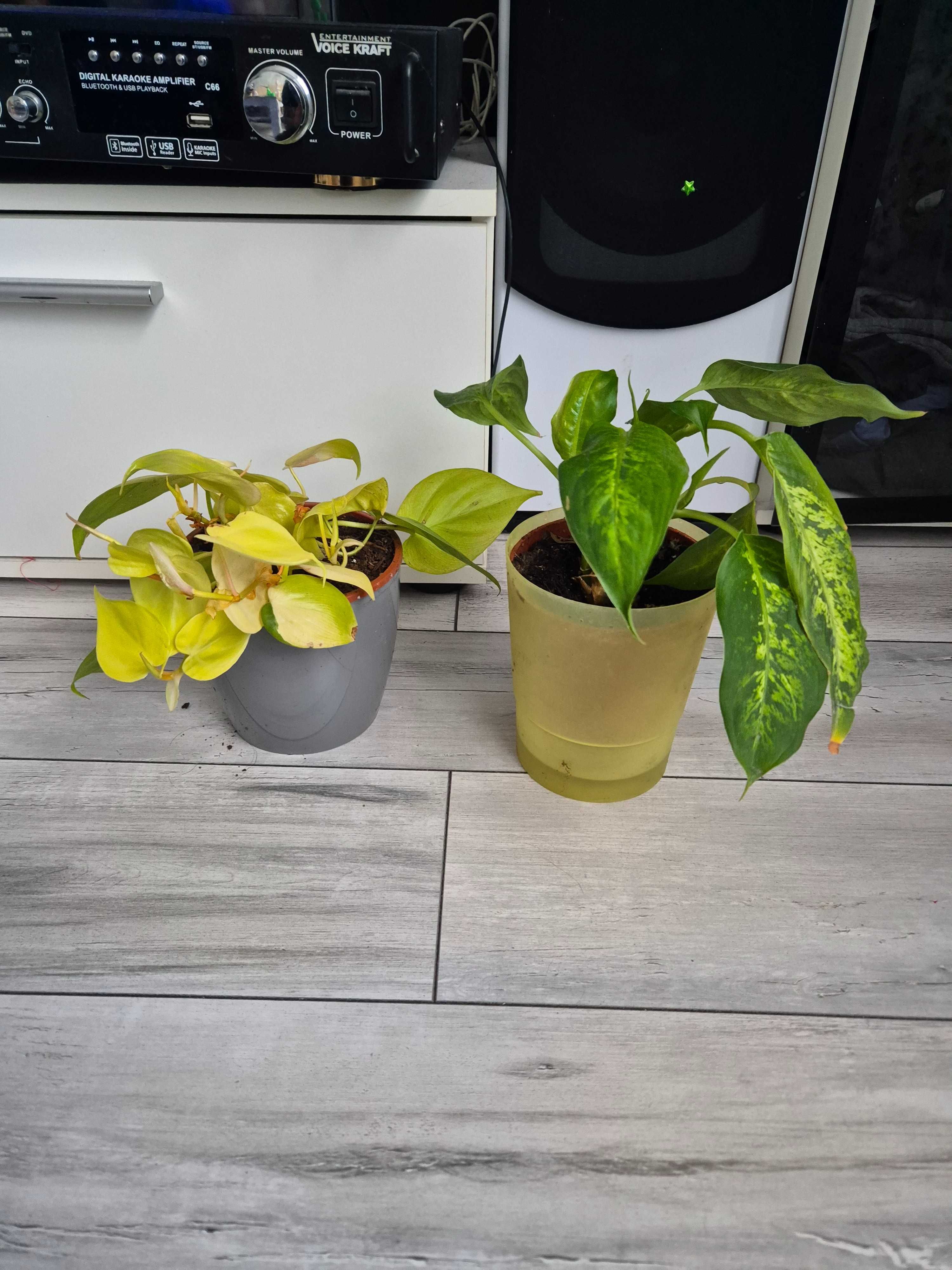 2 kwiaty filodendron i diffenbachia