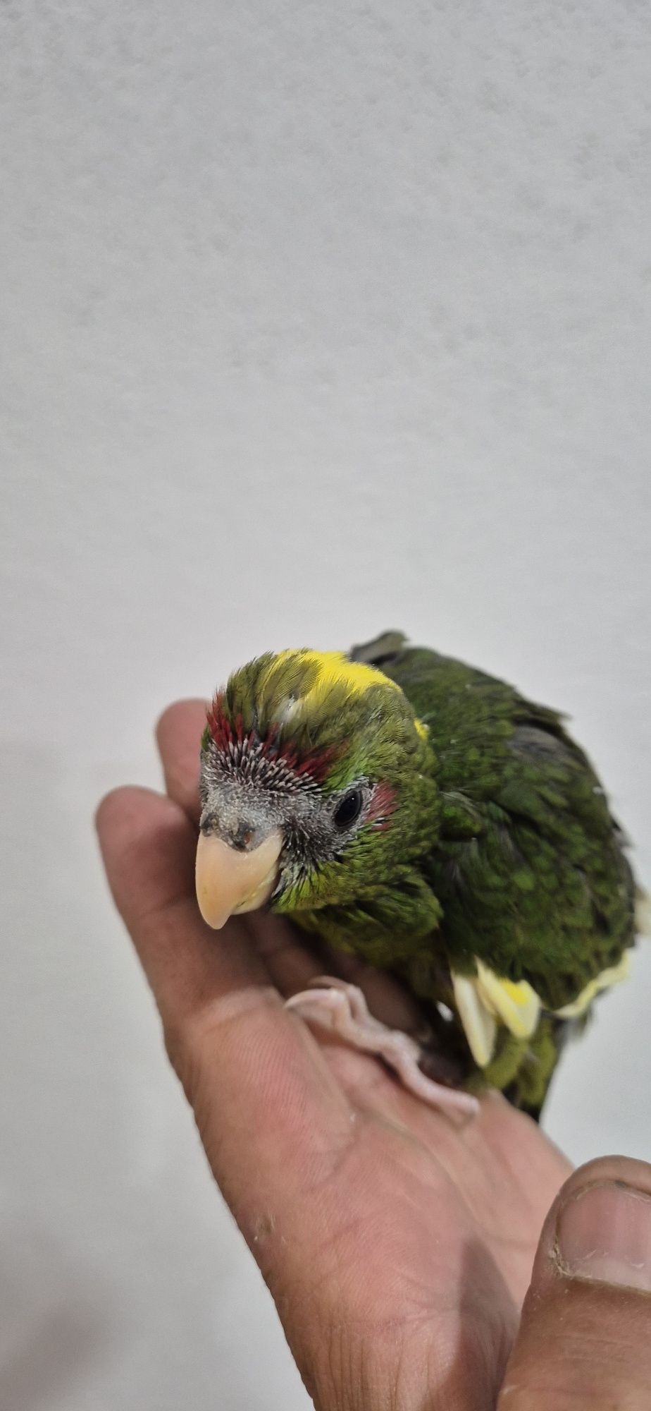 Kakariki macho criado a mão