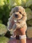 Maltipoo szczeniak