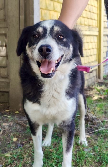 Proszę daj mi szansę i zabierz mnie do domu ...