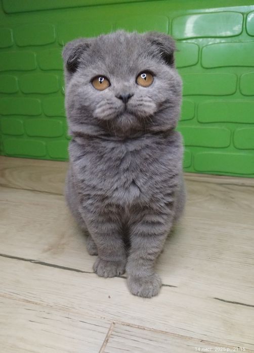 Чистокровна шотландська принцеса з ВАКЦИНАЦІЄЮ