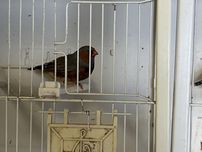 Mandarins gigantes casal